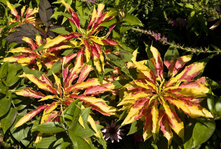 Few big coleus flowers in red and yellow colours.