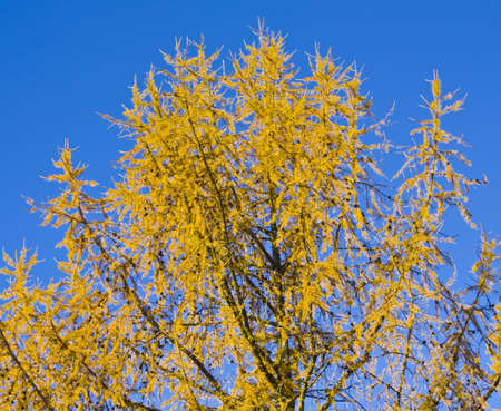 Autumn landscape - yellow branches of larch on blue sky.の写真素材