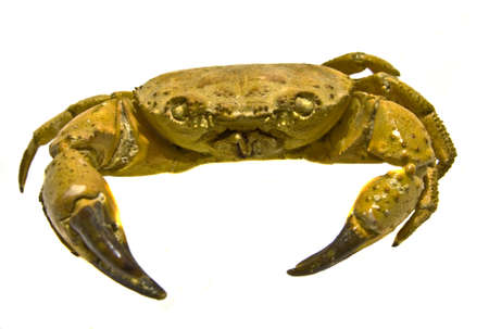 Big dead crab isolated on white background.