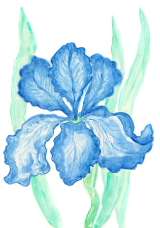 Light blue iris, hand painted picture, watercolours.