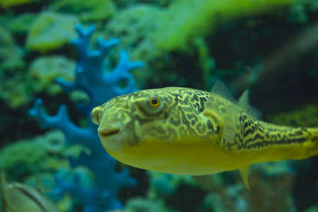 Tropical fish Tetraodon fahaka, lives in river Nile in Africa. Recorded in aquarium.