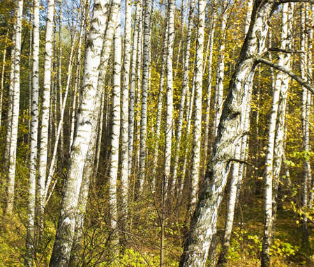 Autumn landscape - birch forest with yellow leaves.