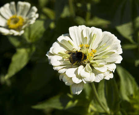 Bee insect sitting on white dahlia flower の写真素材