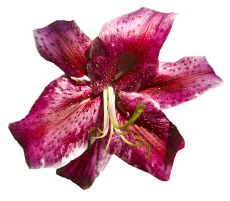Dark pink  crimson  big lily isolated on white background の写真素材