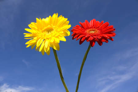Flowers of red and yellow gerbera on blue sky, horizontal の写真素材
