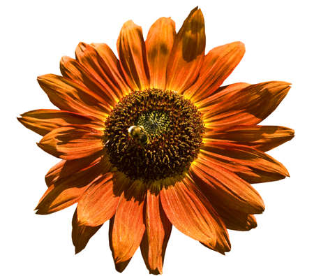 Big orange sunflower with insect beer isolated.
