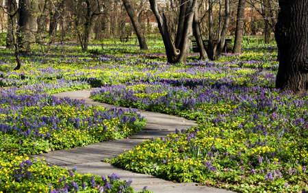 Spring meadow with first flowers (primroses) - corydalis, nepatica. Recorded in Small Botanic garden of University, Moscow.の写真素材