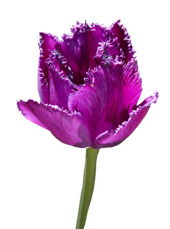 One flower violet tulip on flowerbed, vertical image.の写真素材