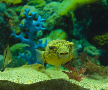 Tropical fish Tetraodon fahaka, lives in river Nile in Africa.