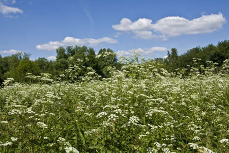 Summer landscape - meadow in blossom with white wild flowers of parsnip 