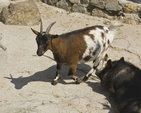 Goat of brown and white colours and black pig special diminutive sort 