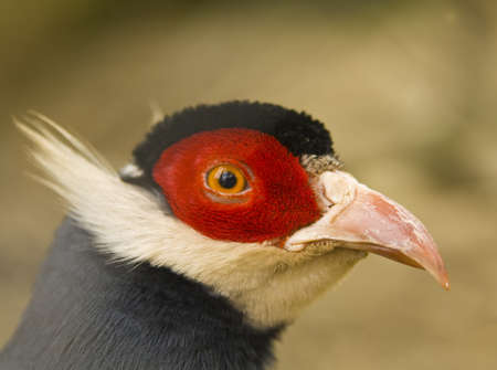 Wild bird Blue-eared pheasant (crossoptilon auritum), head only.の写真素材