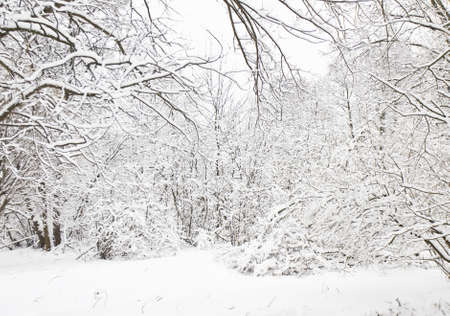 Winter landscape, forest with trees in snow.の写真素材