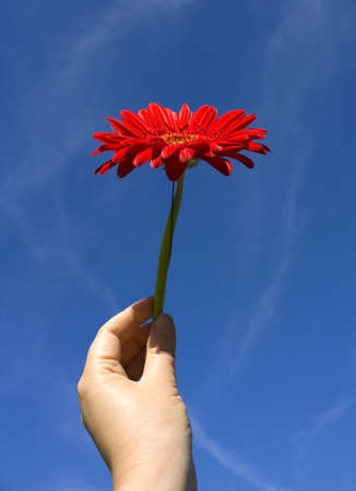 Red gerbera flower in hand on blue sky.の写真素材