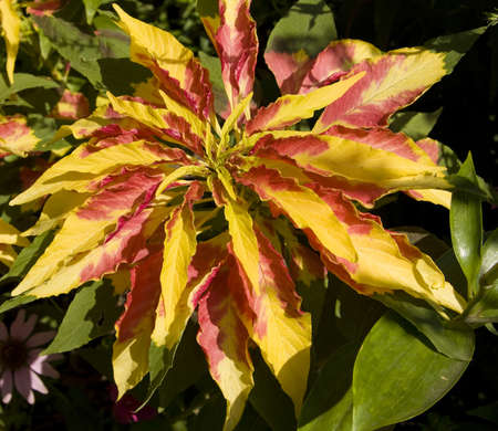 Big flower coleus of red and yellow colours.の写真素材