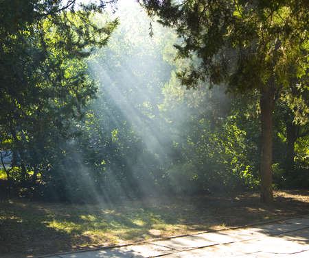 Summer landscape - rays of light of sun through tree branches in park.の写真素材