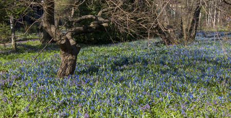 Spring landscapes - meadow with blue flowers scilla siberica and trees. Recorded in Small Botanic...