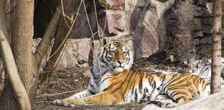 Lying tiger, horizontal. Recorded in Moscow zoo.