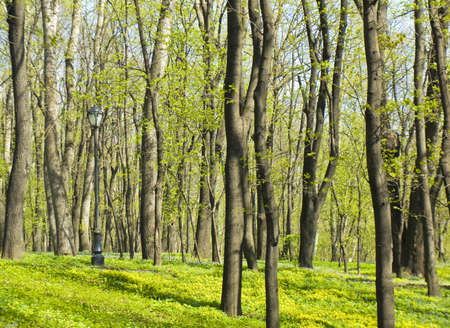 Spring landscape - park with trees and first spring flowers - yellowcups (buttercups).の写真素材