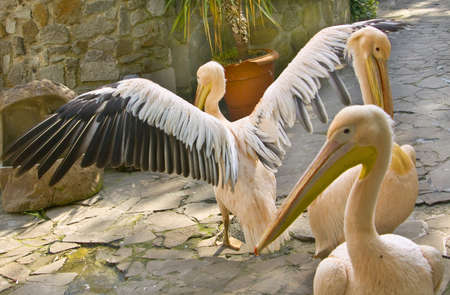 Three pink pelicans on stone yard の写真素材