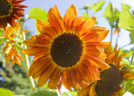 Big orange sunflower on blue sky with other flowers.の写真素材