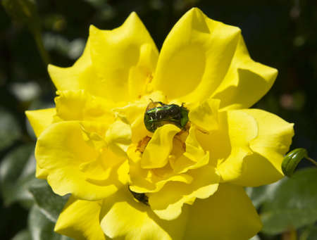 Big yellow rose with green beetle on it.の写真素材