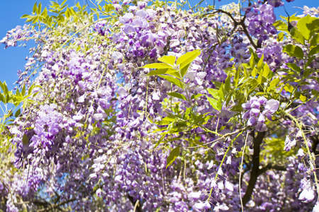 Branches of wistaria in blossom with blue flowers on blue sky.の写真素材