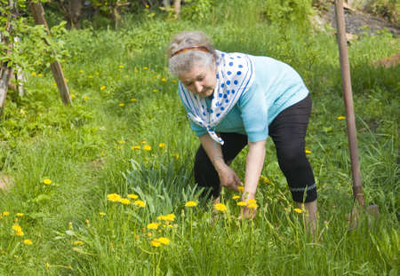 Old lady, European, working in garden in summer picking yellow dandelions.の写真素材