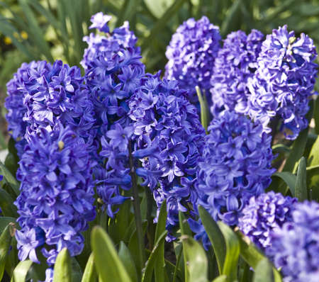 Few flowers of blue hyacinth race Usabelle.の写真素材