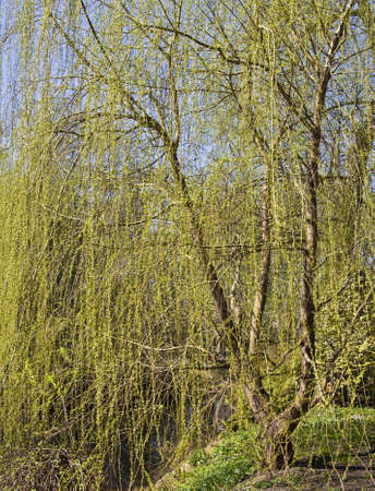 Big willow tree near lake in spring.