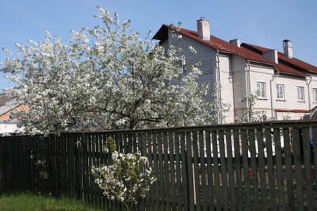 Stone cottage with red roof and garden with cherry trees in blossom around.のeditorial素材