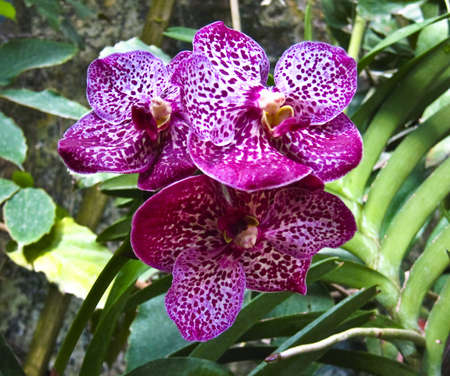 Branch of orchid with purple flowers in glasshouse.