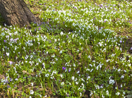 Fist spring flowers Puschkinia scilloides, white colour.