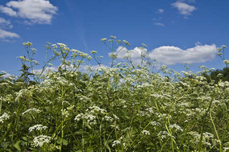 Meadow in blossom with white wild flowers parsnip on blue sky 