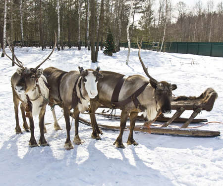 Three deers in carriage standing in winter in forest and Christmas (New Year's) tree.の写真素材