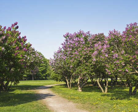Spring landscape - big lilac trees in blossom in lilac garden, recorded in Lilaï¿½ botanic garden, Moscow の写真素材