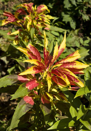 Big coleus flower with red and yellow colours の写真素材