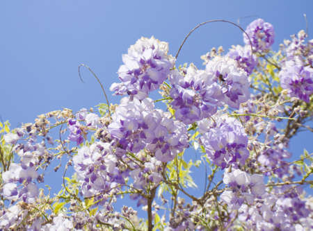 Flowers of wistaria on blue sky.の写真素材