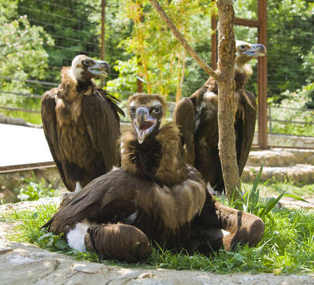Three birds of prey sort Black griffon (Aegypius monachus) sitting on grass.の写真素材