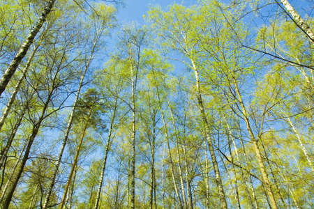 Top of birch trees on blue sky in early spring with young leaves.