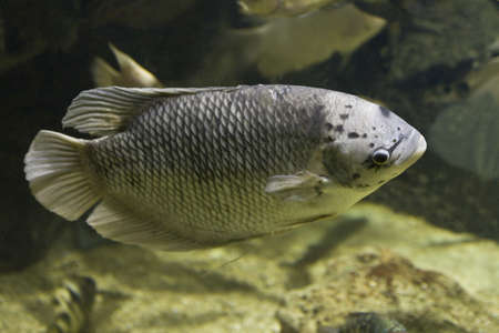 Tropical fish Gourami, latin names Trichogaster, Colisa, Sphaerichthys, lives in Southern-Eastern Asia.の写真素材