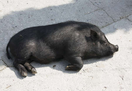 Little black diminutive pig sleeping.の写真素材