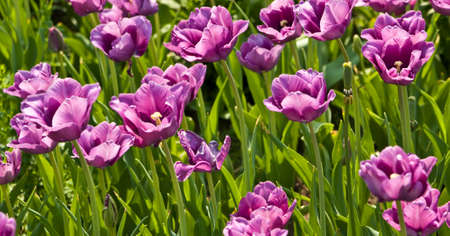 Flowerbed with many violet tulipsの写真素材