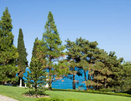  different trees on sea shoreの写真素材