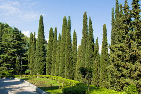 Tropical landscape with avenue of cypress trees.の写真素材