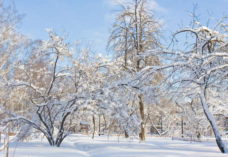 Winter in garden, trees in snow on blue sky in sunny day.の写真素材