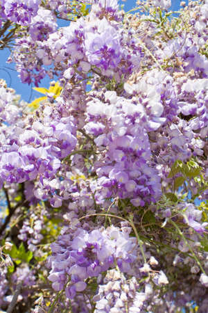Purple flowers of Wistaria on blue sky.の写真素材