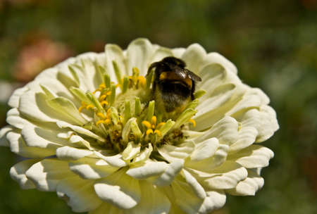 Bee insect siting on white dahlia flower.の写真素材