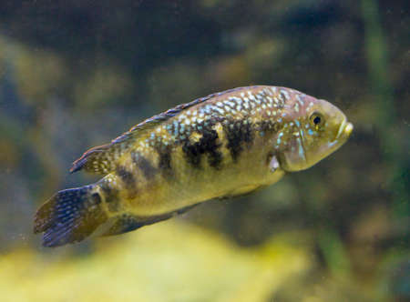Tropical fish cichlida-flower, recorded in aquarium.