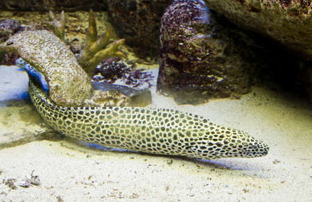 Tropical fish Murena, latin name Murena Helena, in aquarium.